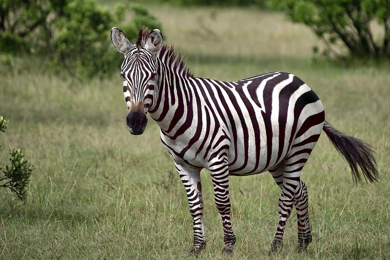 Safari in Maasai Mara